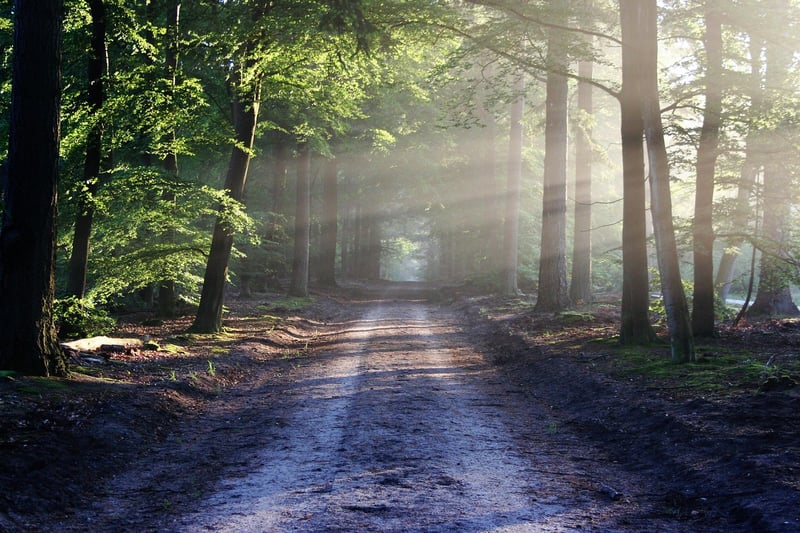 Forest Trail Hike
